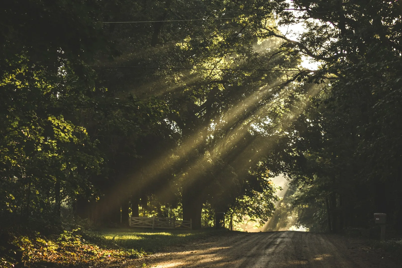 A forest road in dappled sunlight